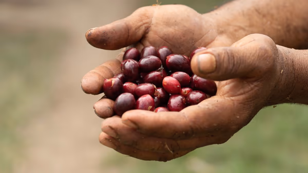 Honduras Otoro