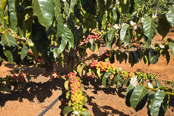 Kericho EA DECAF