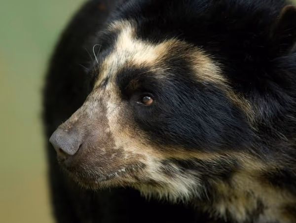 Peru El Oso Geisha
