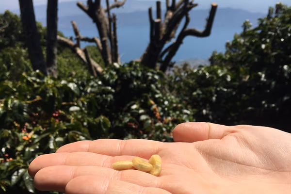 Finca Las Laderas Pacamara