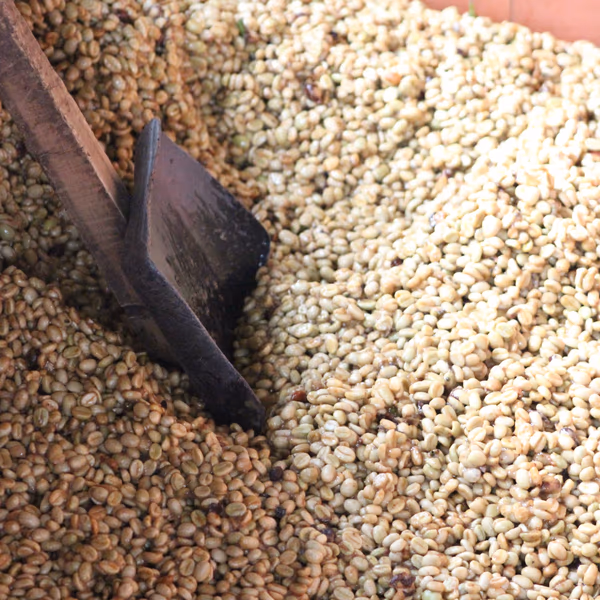 Colombia - Wuchii - Caficauca