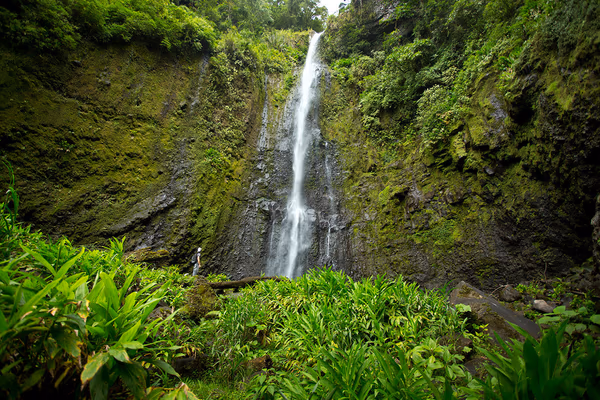 Costa Rica Aquiares Washed