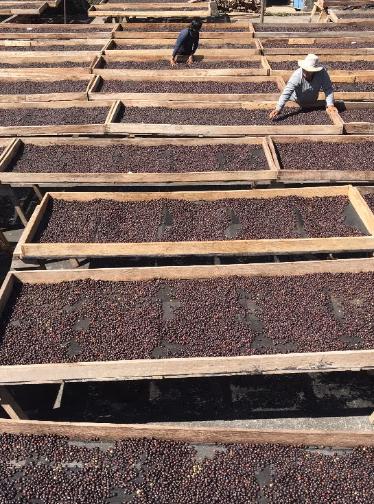 Guatemala Finca el Platanillo Gesha Natural - 500g