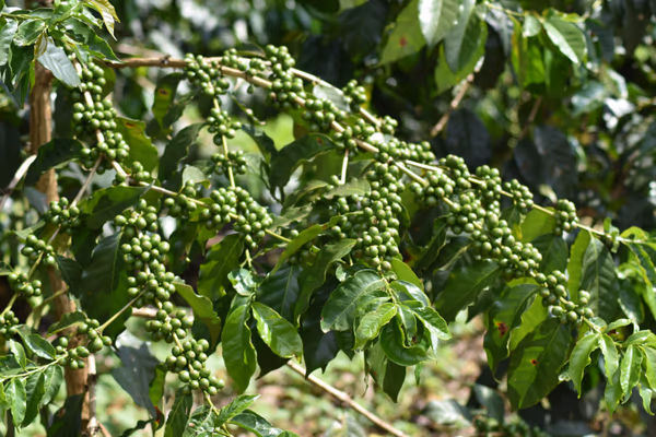 Session Brew, Tanzania