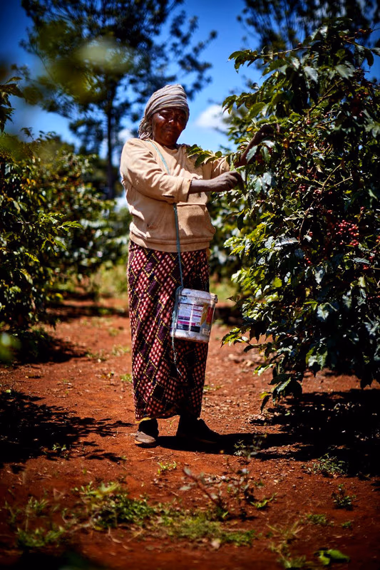 Kenya  - Kiangombe AA