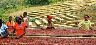 Washed Ethiopia - Clean, structured floral notes with liquorice like sweetness