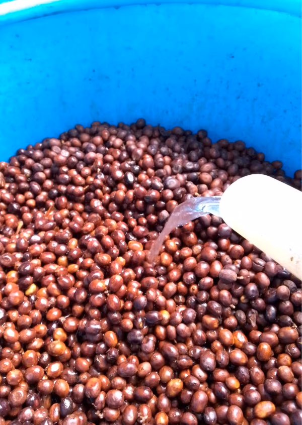 Nicaragua - Maceration for the Masses