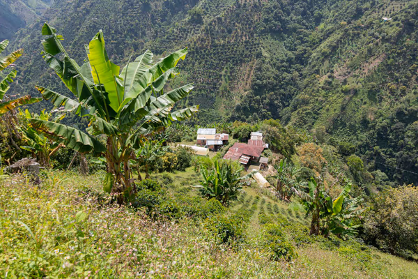 Antuuka Manizales EA DECAF