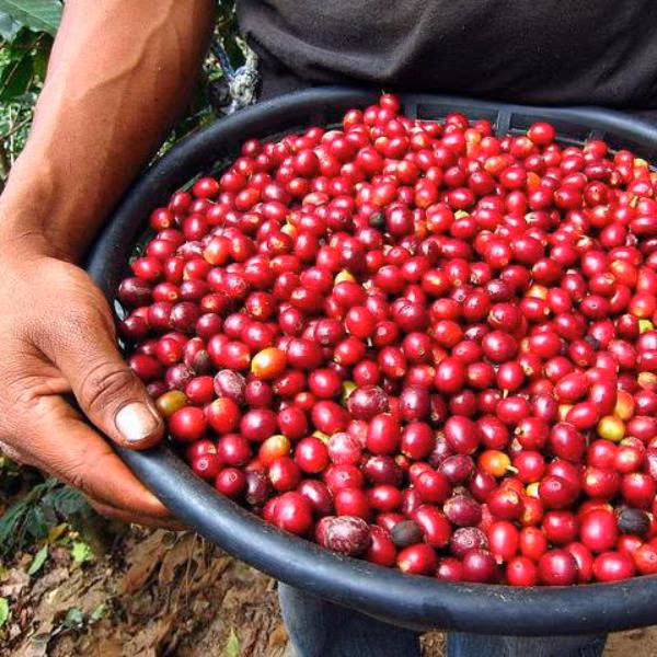 Cherry Cherry Espresso - 500g
