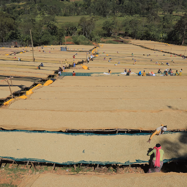 Nare Ware Natural, Ethiopia