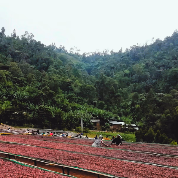 Ethiopia Yirgacheffe Dumerso