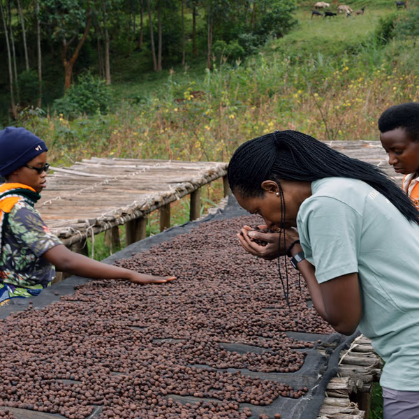 Bavyevi Natural, Burundi