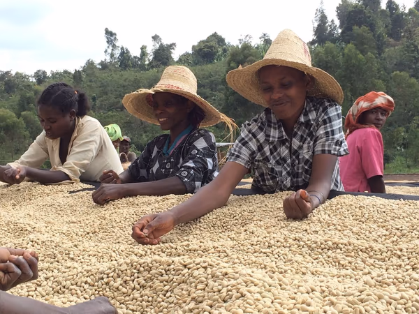 Ethiopia Rocko Mountain Reserve Natural Process - 500g