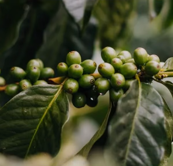 Colombia El Buho Sugarcane Decaf