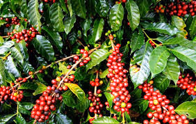 Natural Ethiopia - Extremely rich heavy bodied coffee with jammy red fruit notes