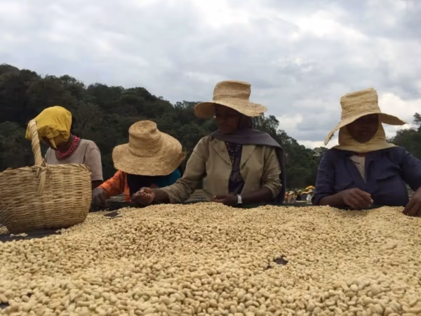 Ethiopia Limu Fully Washed