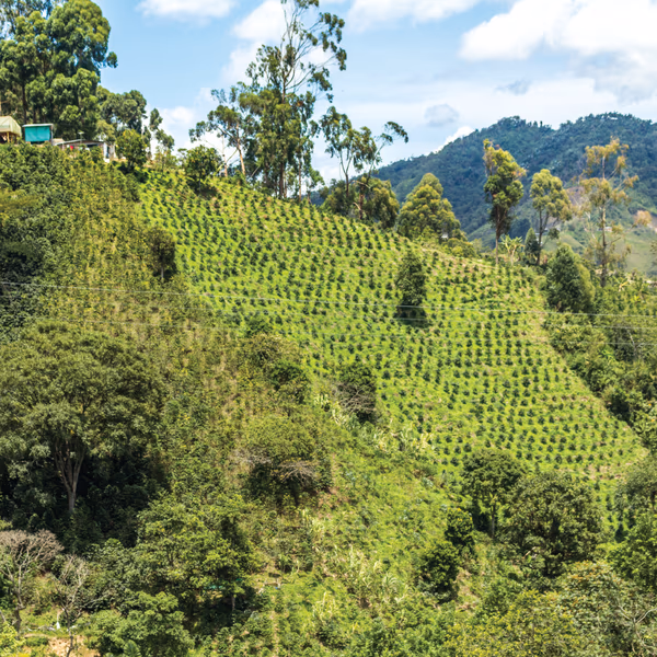 El Carbanero Anaerobic Washed, Colombia