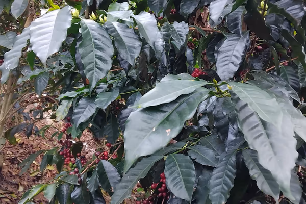 Elider Cruz, Finca El Chamanal