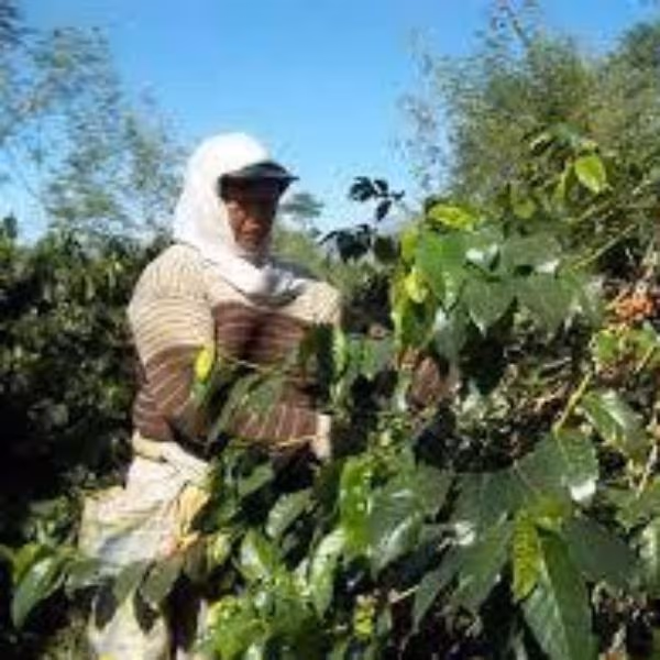 Java Surmano Temanggung Grade 1 - 500g