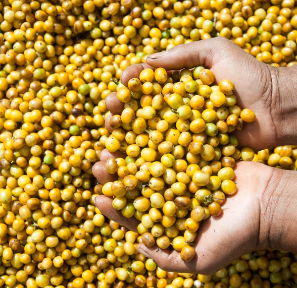 Brazilian Yellow Catuai