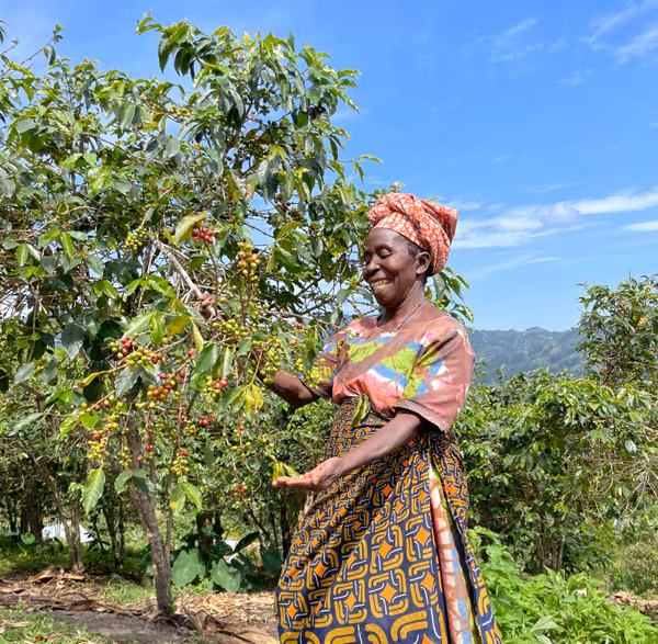 Uganda Mbata Natural