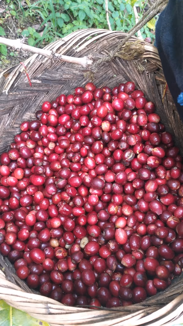 Tapir Andino Red Honey, Peru
