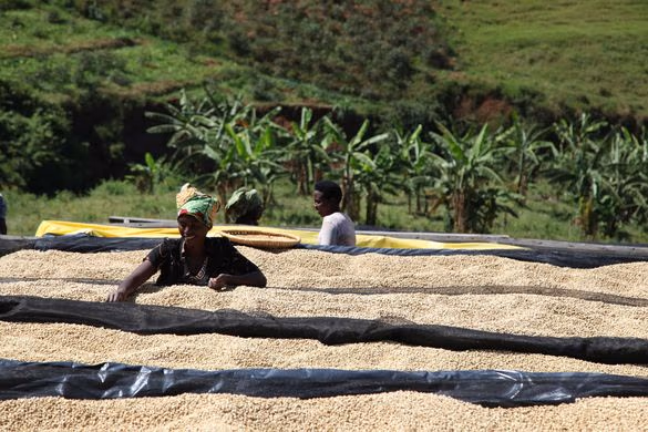 Rwanda Kinini AA - 500g
