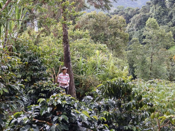 *RESTOCK* Colombia - Javier Rubio - San Bernardo Natural