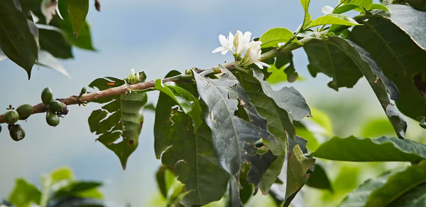 Colombia Huila