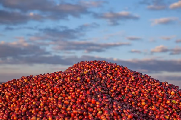 Zambia Keteshi Estate Mbuni Natural - 500g
